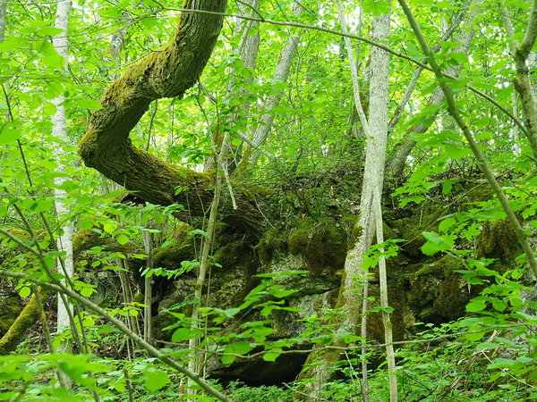 Salevere forest hill