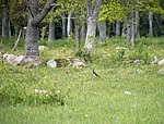 kiivitaja