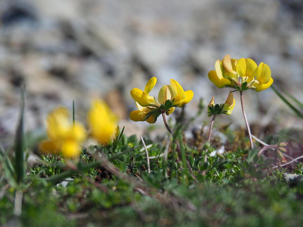 Lotus corniculatus
