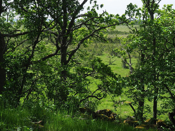 view from Porimägi hill