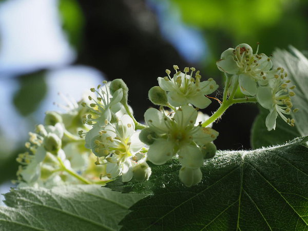 Sorbus intermedia