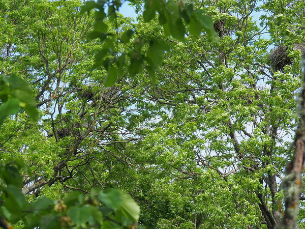 herons&#x27; nests