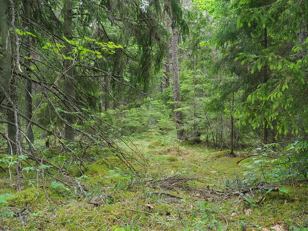 Koorunõmme protected area