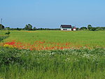 poppy fields in Vätta peninsula