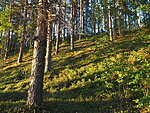 Leivonmäki national park