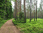 path to Kärdla, in the beginning