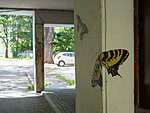 butterflies in Roosikrantsi street