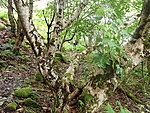 a short forest trail near the hostel