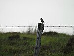 a stonechat