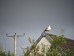 herring gull