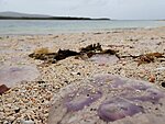 jellyfish were quietly dying on the beach