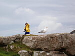 a tourist and a gull