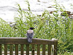 a crow at the beach