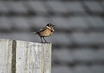 birds of Gillen: stonechat