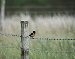 stonechat