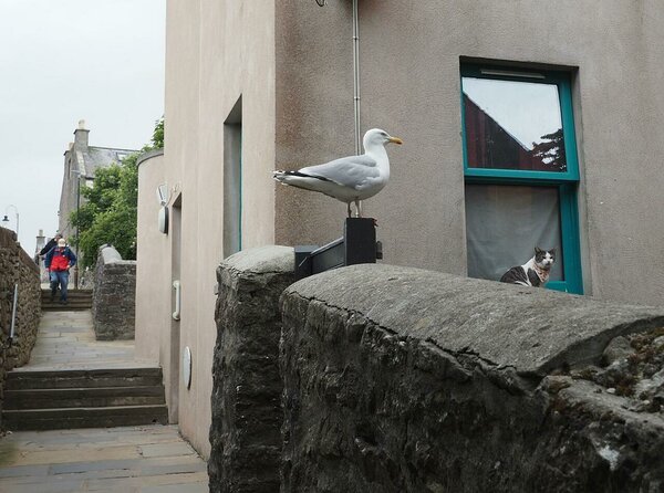 Lerwick animals