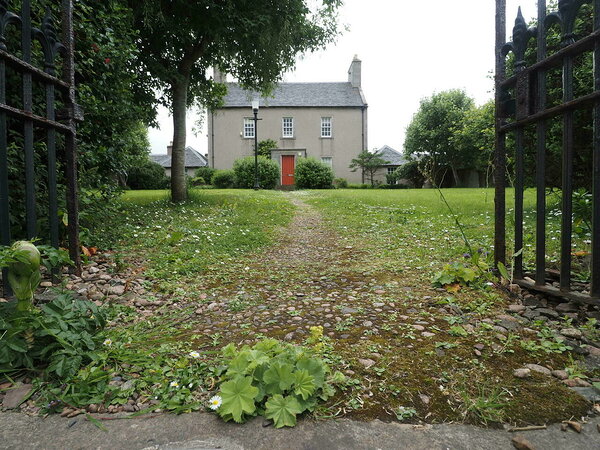 lady’s-mantle and a house