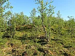 Eelmise korra telkimiskoht