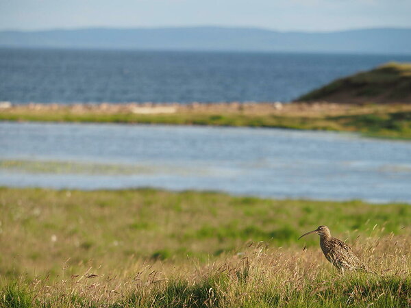 Eurasian curlew