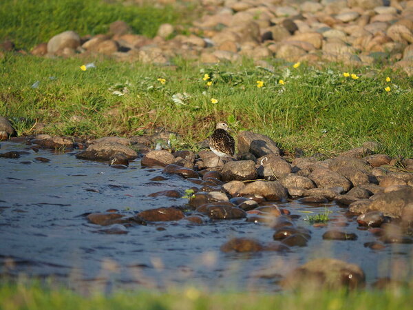 someone from the Calidris family