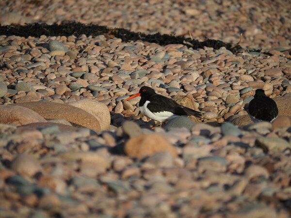 oystercatchers slumbering