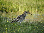 portraits of the Eurasian curlew