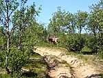 Julge põder