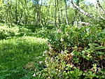harakkuljused