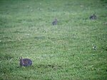 rabbits behind the house