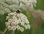 Northern White-tailed Bumblebee