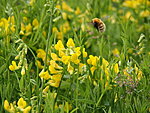 Shetland Bumblebee