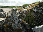 sea plantain and lichens