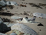 a ringed plover and a young tern