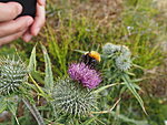 photographing the Shetland bumblebee