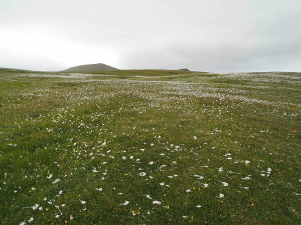 cottongrass like snow
