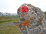 täpid