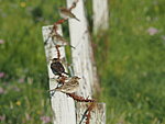 pipits