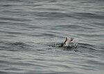 puffin diving
