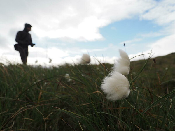 Eriophorum scheuchzeri
