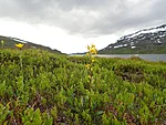 kuldvits on siin nii lühike, et ma ei tundnud teda alguses ära