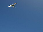 an arctic tern