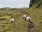 sheep on hiking trail