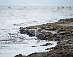 a seagull at Överkirke beach