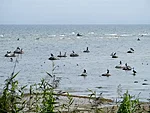 cormorants