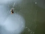 Araneus diadematus