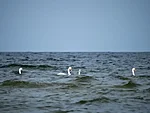 swans at Kuunsi beach