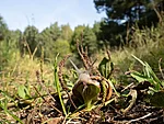 Helix pomatia