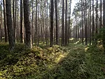 forest walk in the evening