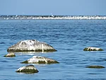 bird colony at Pärsi