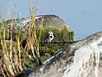 Motacilla alba